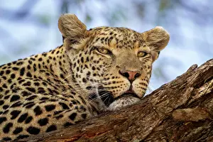 Delta: Leopard (Panthera pardus) front view portrait of