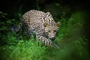 Creeps: Leopard (Panthera pardus), young animal creeps attentively