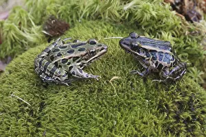 Kinds: Leopard and Pickerel Frogs