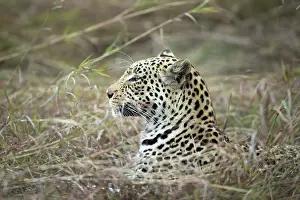 150818: Leopard - portrait - Botswana, Africa
