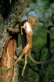 Impalas: Leopard - with prey - Impala