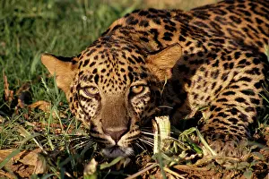 Pounce: LEOPARD - ready to pounce