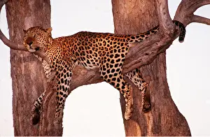 Relaxing: LEOPARD - relaxing in tree