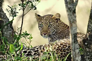 Beneath: Leopard resting beneath tree, Maasai Mara