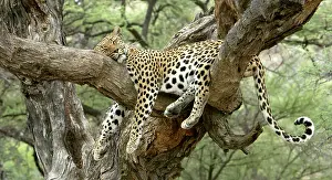 Sleeping: Leopard - resting in tree