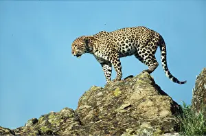 Outs: LEOPARD - on rock