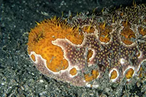 Argus: Leopard Sea Cucumber