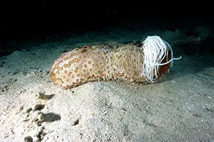 Auscape International: Leopard sea cucumber - having released sticky white