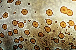 Bohadschia: Leopard sea cucumber, skin, showing why it was named