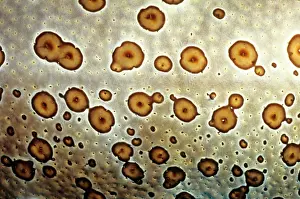 Bohadschia: Leopard sea cucumber, skin, showing why it was named
