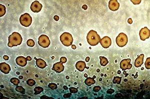 Bohadschia: Leopard sea cucumber skin, showing why it was named