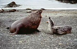 Hydrurga: Leopard Sea (on right) - & Southern Elephant Seal