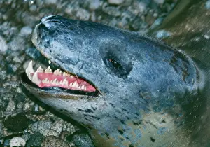 Hydrurga: Leopard Seal