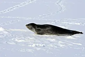 Hydrurga: Leopard Seal