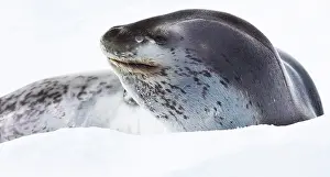 Hydrurga: Leopard seal, Antarctica