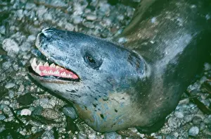 Hydrurga: Leopard Seal - close-up of head