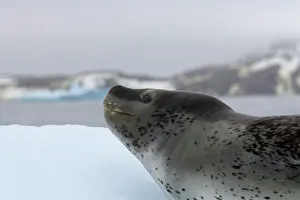 Leptonyx: Leopard Seal (Hydruga leptonyx) on ice