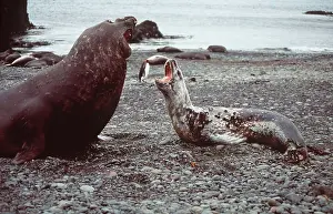 Hydrurga: Leopard SEAL (on right), facing up to Southern