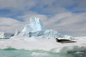 Caution: Leopard Seal resting on floe ice at Antarctica