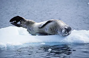 Contentment: Leopard SEAL - resting on ice flow