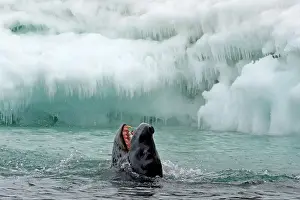Leptonyx: Leopard Seal in water with mouth wide open