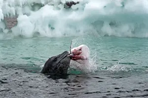 Leopard Seal in water with prey