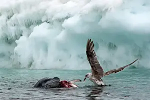 Leopard Seal in water with prey Southern Giant