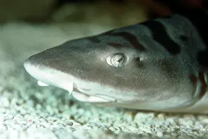 Semifasciata: Leopard Shark
