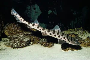 Shark: LEOPARD SHARK
