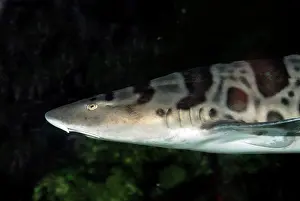 Semifasciata: Leopard Shark - on or near the bottom in coastal