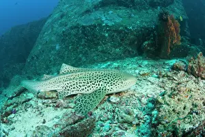 Pinnacle: Leopard Shark (Stgostoma fasciatum), Scuba