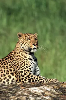 Leopards: LEOPARD - sits upright on rock