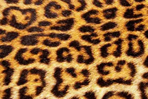 Leopard: Leopard skin (Panthera Pardus)