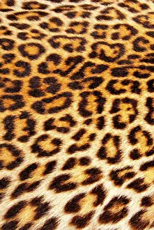 Leopard: Leopard skin (Panthera Pardus)