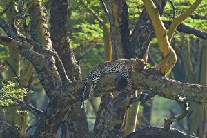 Fever: Leopard sleeping in an Acacia known as Fever