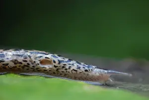 Slugs: Leopard Slug