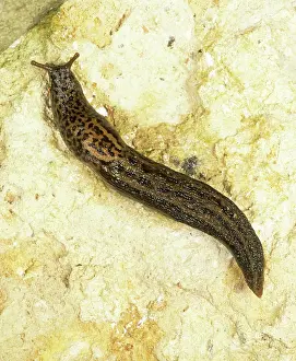Limax: Leopard slug