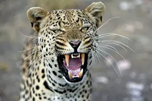 Fangs: Leopard - snarling