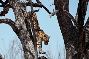 310122: The leopard is a solitary animal and is mainly nocturnal in