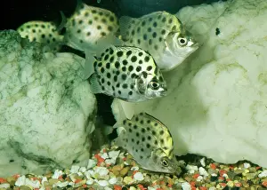 Scat: Leopard / Spotted / Green Scat or Argus Fish -