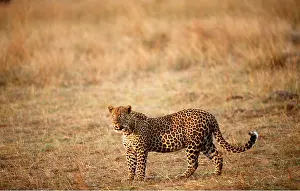 Leopards: LEOPARD STANDING