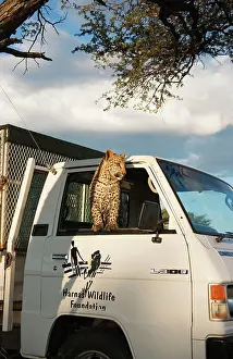 Trucks: Leopard - subadult female sitting in cab of van