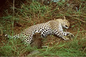 Leopards: LEOPARD - & suckling cub two month old cub feeding