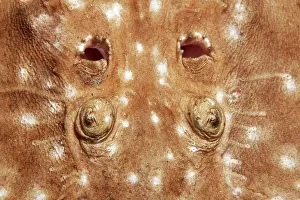 Torpedo: Leopard torpedo (Torpedo panthera), eyes and gill