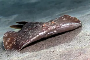 Torpedo: Leopard torpedo (Torpedo panthera), on sandy ground