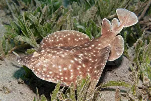 Zosteraceae: Leopard torpedo (Torpedo panthera), swimming over