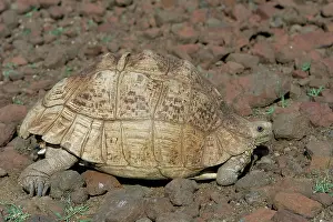 Testudo: Leopard Tortoise