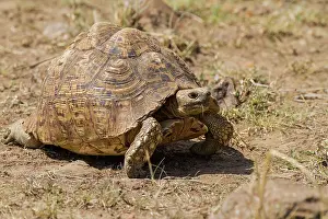 Geochelone: Leopard tortoise