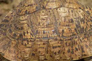 Geochelone: Leopard tortoise