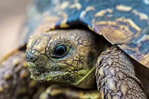 Tortoise: Leopard Tortoise